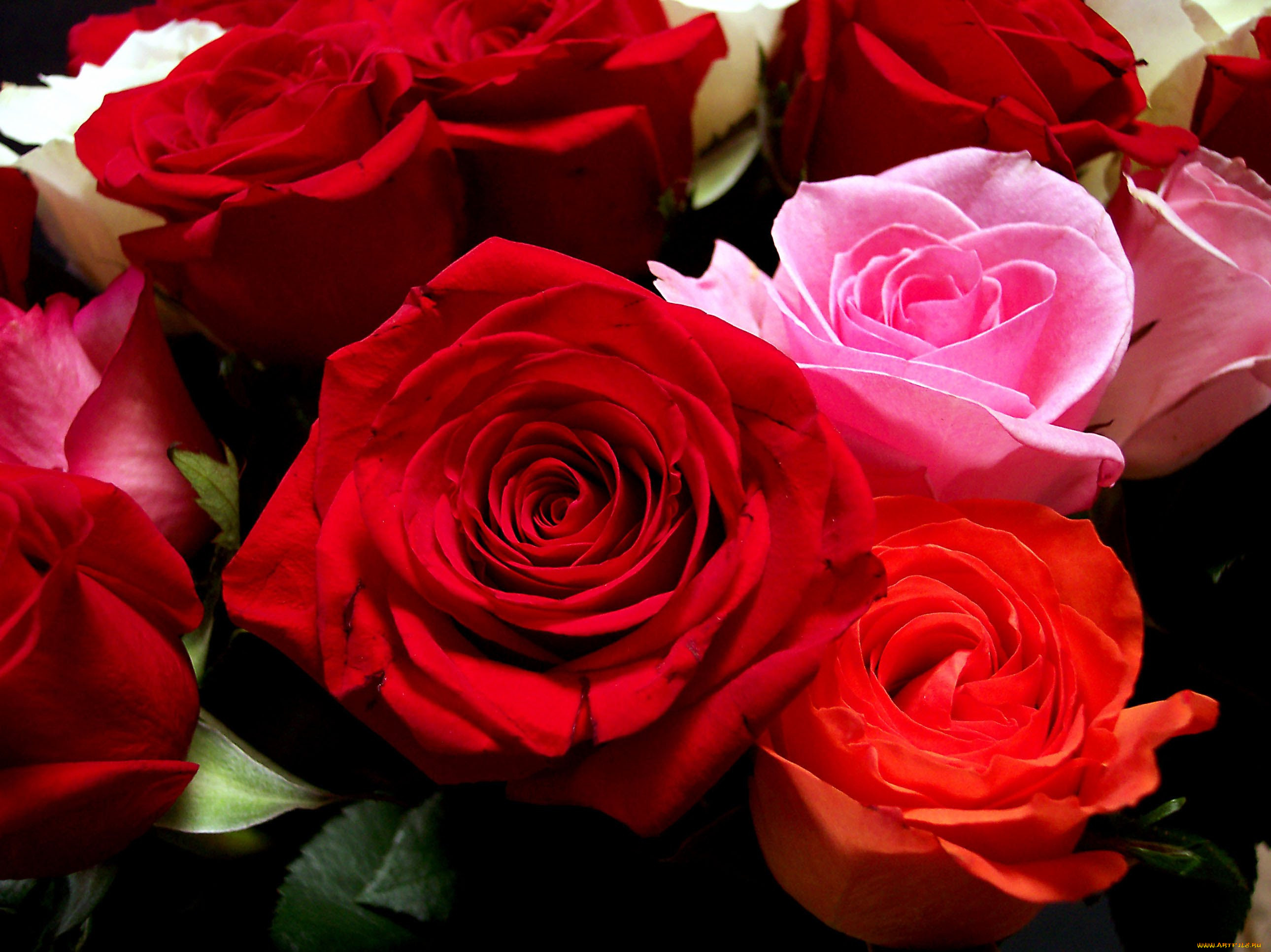 Фотки красивых роз. Красивые розы. Красивый букет роз. Роскошные красные розы.